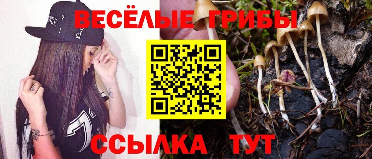 Псилоцибиновые грибы Cubensis Краснокамск